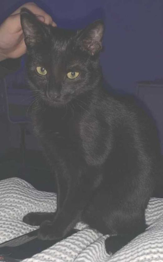 Hauskatze, schwarz